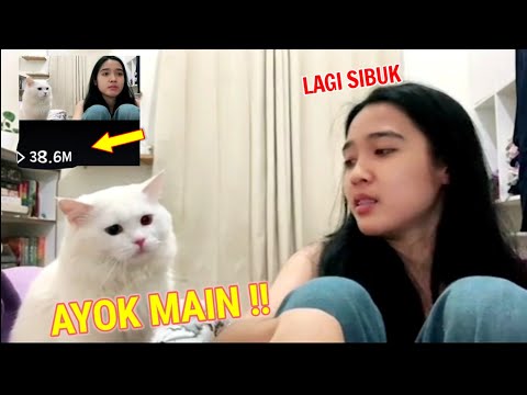 Ekspresi Lucu Kucing Ini Ketika Ngajak Main Majikan , Bikin Jutaan Netizen Gemes Pengen Nyubit !