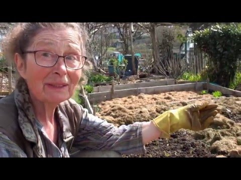 Video: Si Përdoren Parsnips Në Gatim