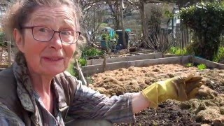 How I Plant Parsnips