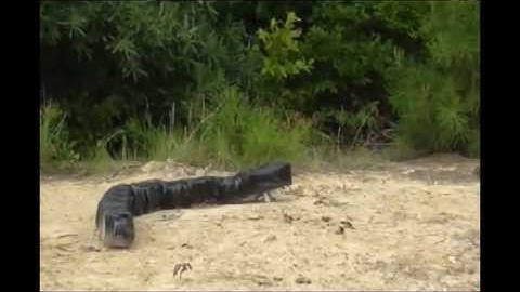 R2G2: Robot with Rectilinear Gait for Ground Operations