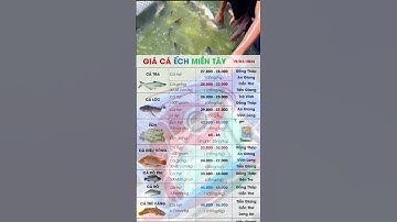 19/3/2024 ✅ Thị trường Cá Ếch Lươn ĐBSCL ↗️ Giá Cá Tra, Điêu Hồng, Cá Lóc, Trê Vàng, Giá Cá Kèo!