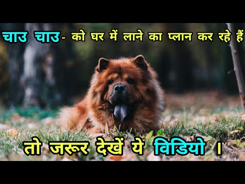 वीडियो: चाउ चाउ के बारे में 5 मजेदार तथ्य