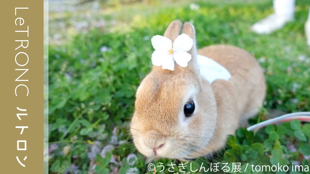 うさぎ界の神 と記念撮影 うさぎしんぼる展 広島 静岡で開催 19年3月1日 エキサイトニュース