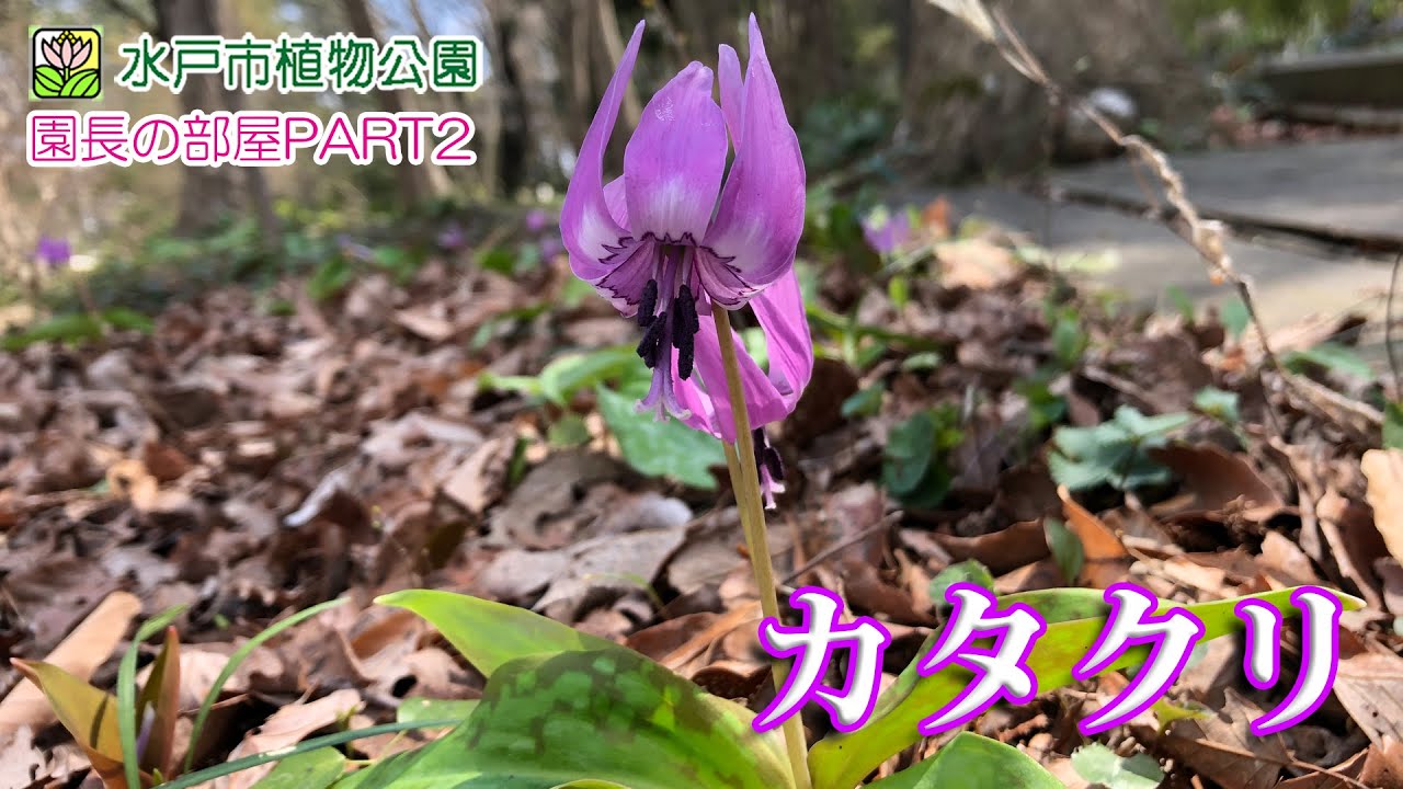 園長の部屋PART2】第100回 カタクリ【水戸市植物公園】 - YouTube