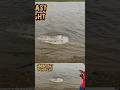 Big Fish Horrible Fight //River FISH Hunting #fishing #snakehead #catfish #fishfight #shorts #fish