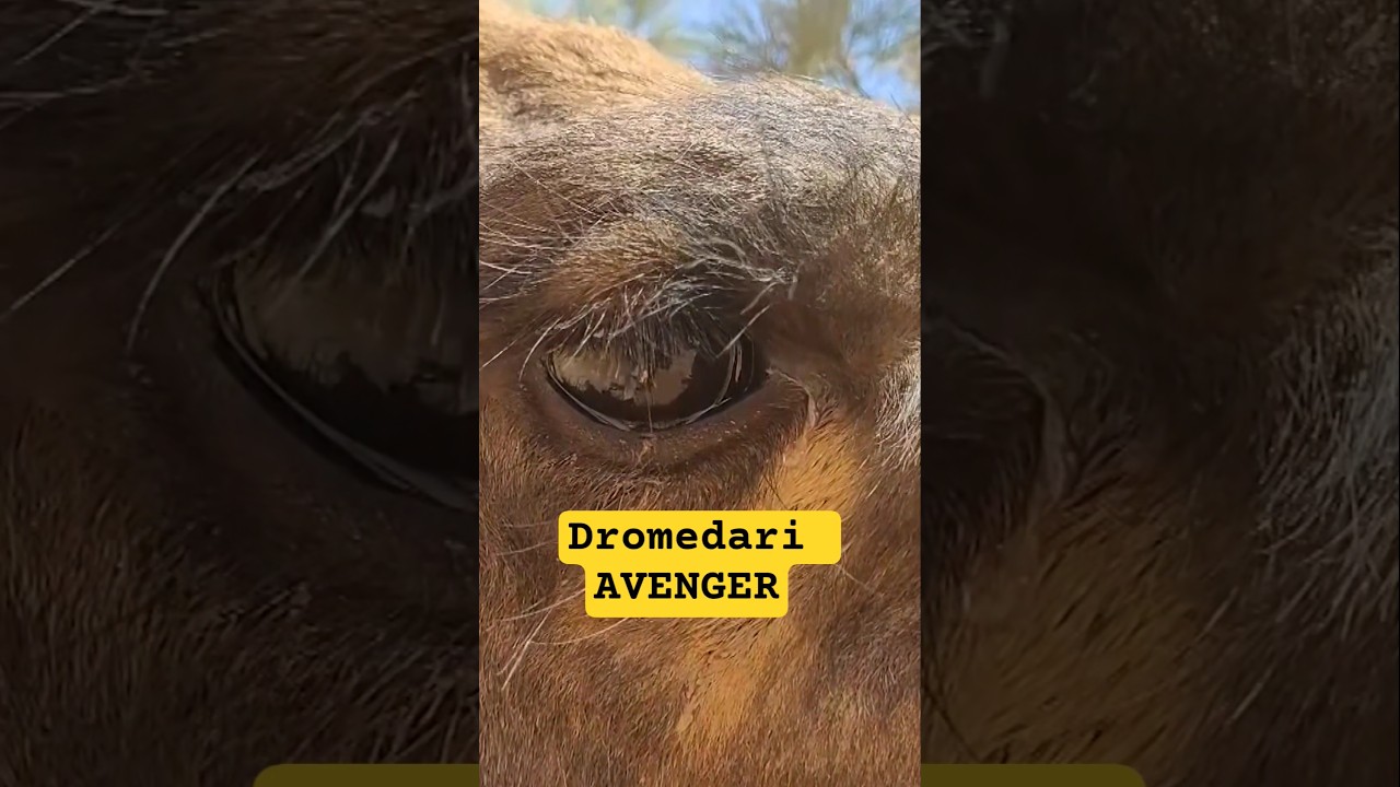 ⁣I drometari Avenger del deserto del Sahara. Cone fanno campare qui ve lo spiego in 7m minuto!
