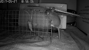 Lũ chuột quá tinh ranh. Khó bắt những con nhỏ bằng lồng