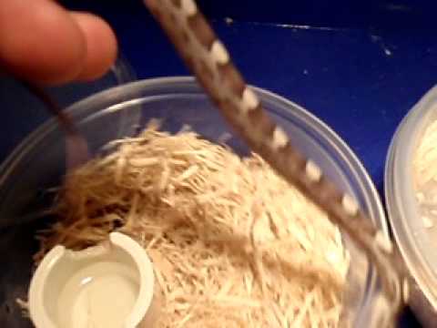 sunkissed copper Two Dilute Anery Motley cornsnakes