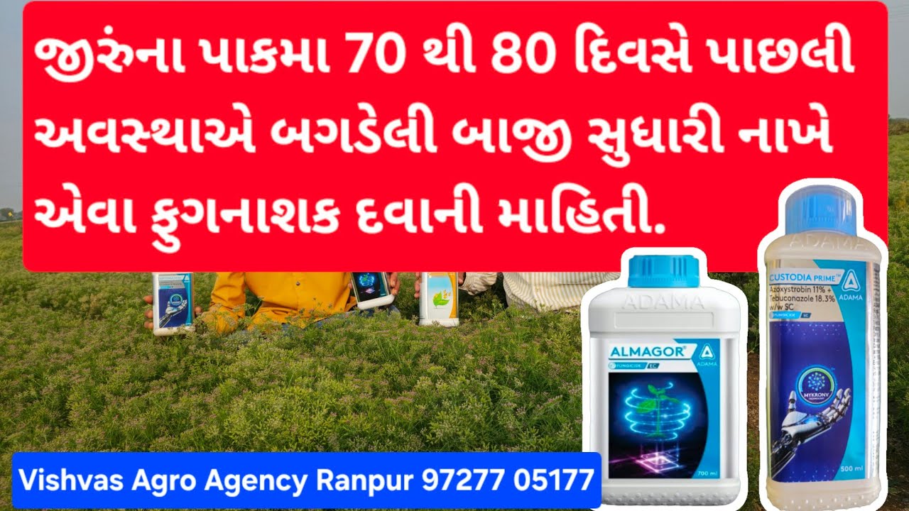 જીરુંના પાકમા 70 થી 80 દિવસે પાછલી અવસ્થાએ બગડેલી બાજી સુધારી નાખે એવા ફુગનાશક દવાની માહિતી અલમાગોર