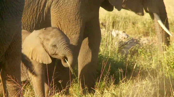 Cynthia Moss on Elephant Mothers