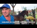 Pablo Montoya Herrador Profesional de caballos Colombianos
