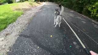 Skateboard Husky Mushing! 🛹 by Paw Record 521 views 8 months ago 5 minutes, 54 seconds