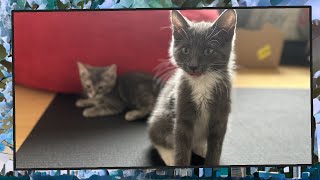 Foster Kitten Livestream (S8, E47)  May 7, 2024