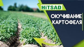 Нужно ли окучивать картофель ✔️  Для чего окучивать картофель