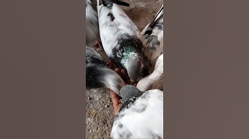 DIY Pigeon Bird Trap With Cardboard Box🕊️ bird trap