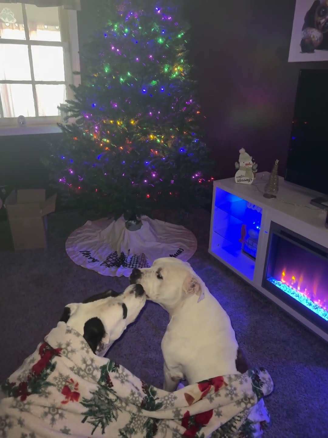 Pitties Kissing in Front of the Christmas Tree || ViralHog