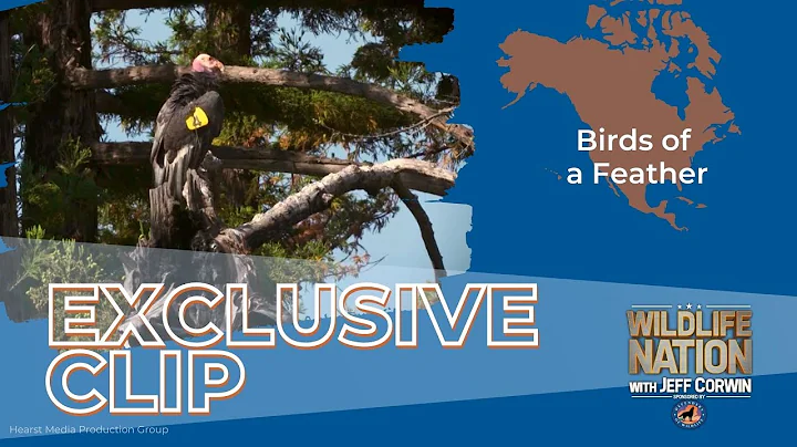 Wildlife Nation Exclusive Clip: Birds of a Feather