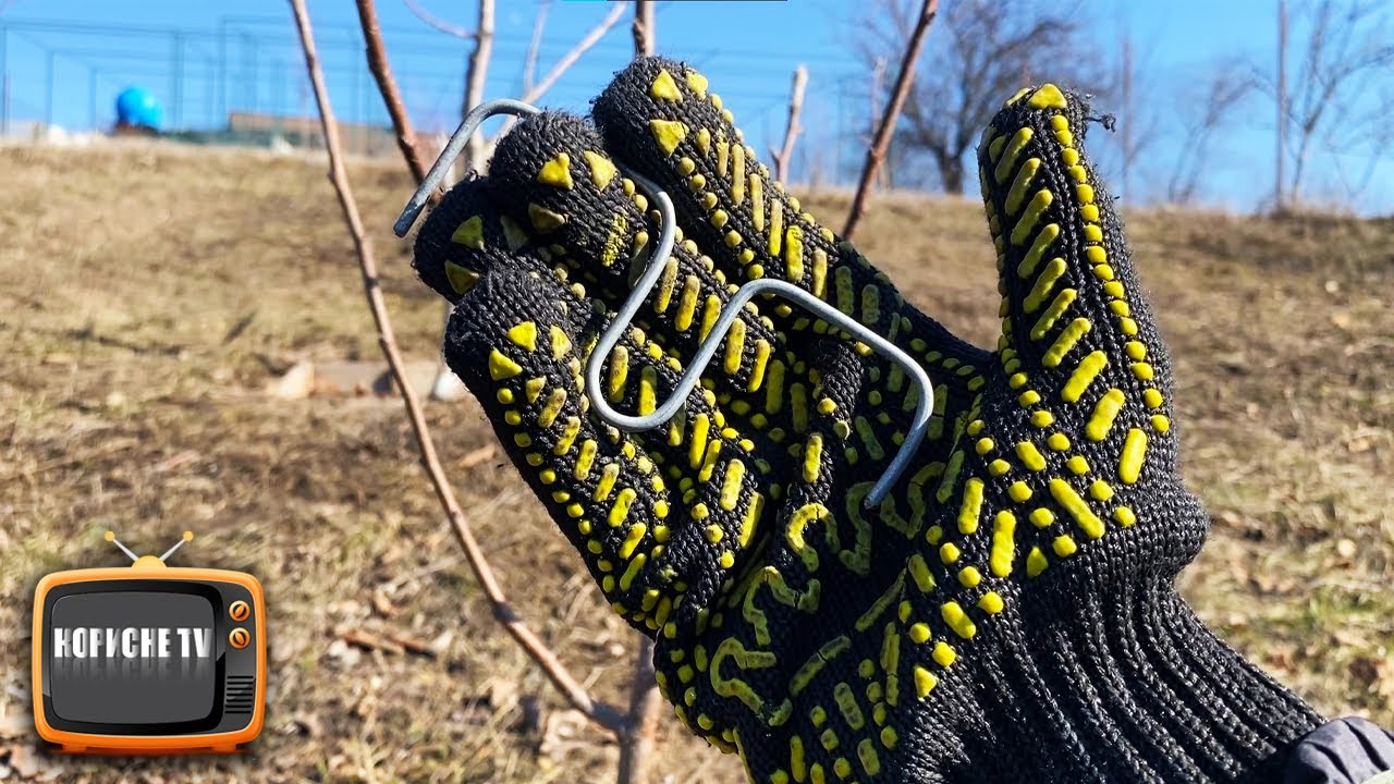 З цим дерева швидко за плодоносять! Зробіть і собі