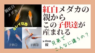 紅白メダカから産まれた子がこんなに違うんです！兄弟でこの違い！紅白メダカの飼育方法や固定率などをお話しします！冬の寒い時期に一番美しいメダカ紹介します！ぜひ見て下さい！【メダカ飼育】【メダカの奴】