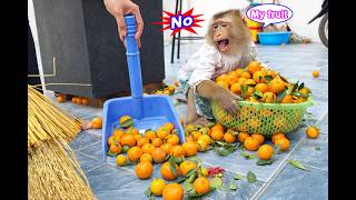 Stop right now! Monkey Lyly is upset because her mother destroyed her kumquat tree