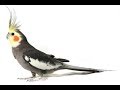تغريد رائع لطائر الكروان-الكوكتيل  le chant de calopsitte