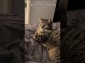 Dramatic Cats Core. #funny #cats #cat #shortsfeed #catshorts #shorts