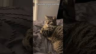 Dramatic Cats Core. #funny #cats #cat #shortsfeed #catshorts #shorts