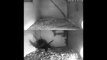 Rorýs obecný (Apus apus)  Common swift nest box live