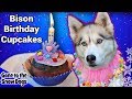 Bison Birthday Cupcakes for Dogs | Meat Birthday Cake For Dogs | DIY Dog Treats Recipe 106