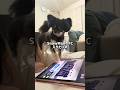 自分でiPad操作し出した #チワワ #犬のいる生活 #shorts #SnowMan