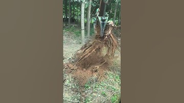 I am very serious about uprooting tree roots #shorts