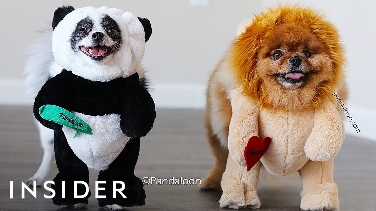 stuffed animal dog costume