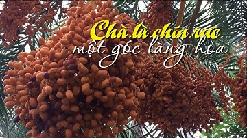 Về Sa Đéc ngắm vườn chà là chín rực đã mắt
