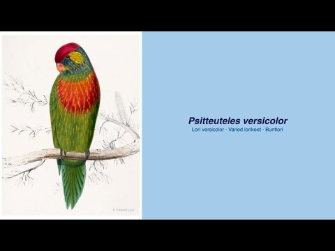 350 Parrot Species - #31 Trichoglossus versicolor