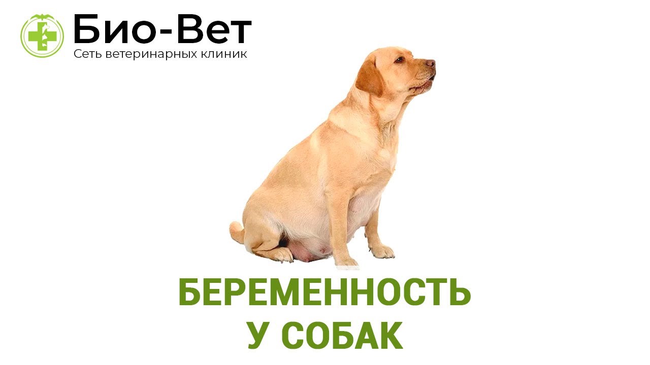 период беременности у собаки