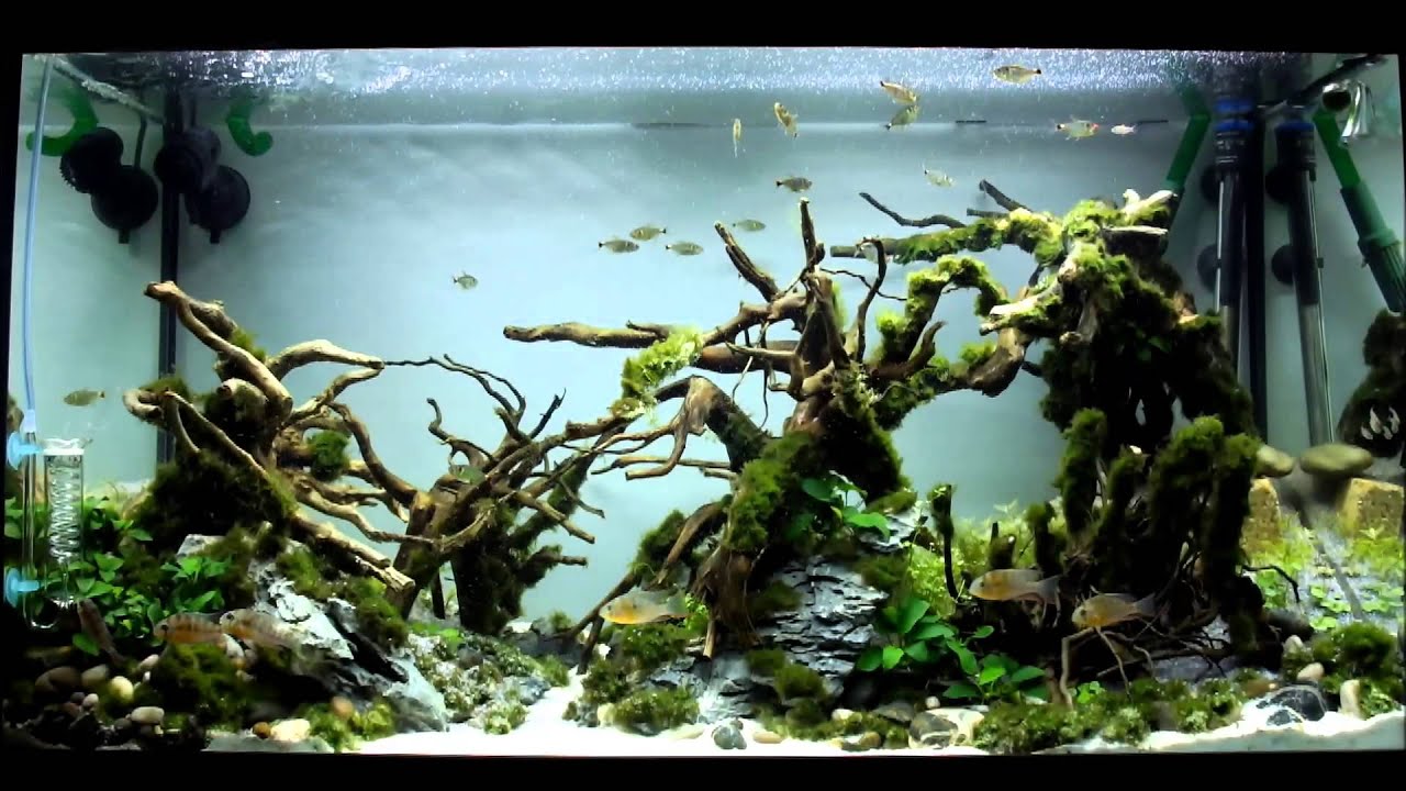 Aquascaping Championnat de France d'aquariophilie 2013