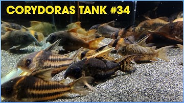 Tổng hợp các loại #Corydoras (Cá Chuột) #34