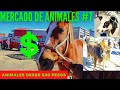 MERCADO DE ANIMALES #7🐄🐴🐑🐐🐶 PLAZA EL MORALILLO / GUAJOLOTES CHIVOS VACAS TOROS CABALLOS