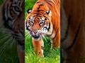 BORN YEAR OF THE TIGER 🐅? #gg33