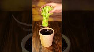 How To Grow Broccoli From Stem Scraps