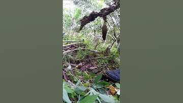 Harvesting cassava part 694 #shorts #farming #cassava #nature  #cassavaroots #cassavafarming