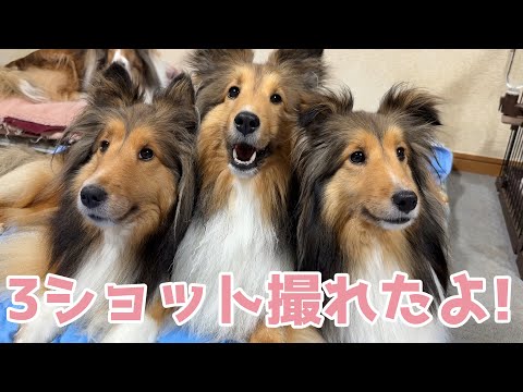 【シェルティ】3ショット撮れた📷【可愛すぎか】