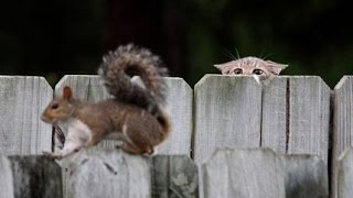 Süße Katzen Spielen mit Eichhörnchen - Katzen und Eichhörnchen sind Freunde. by Videos Germany 70,843 views 7 years ago 5 minutes, 8 seconds