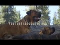 Animal Watch - YouTube