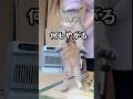 元野良猫にヒーターに近付くと危ないよと教え続けた結果…笑 #元野良猫 #保護猫 #かわいい