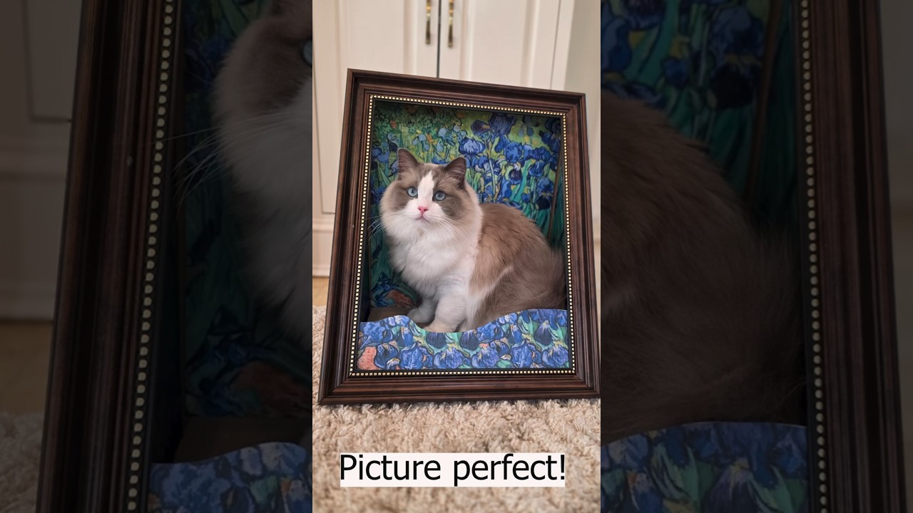 Pickle and Pumpkin, two Ragdoll cats, explore their cat picture frame scratcher.