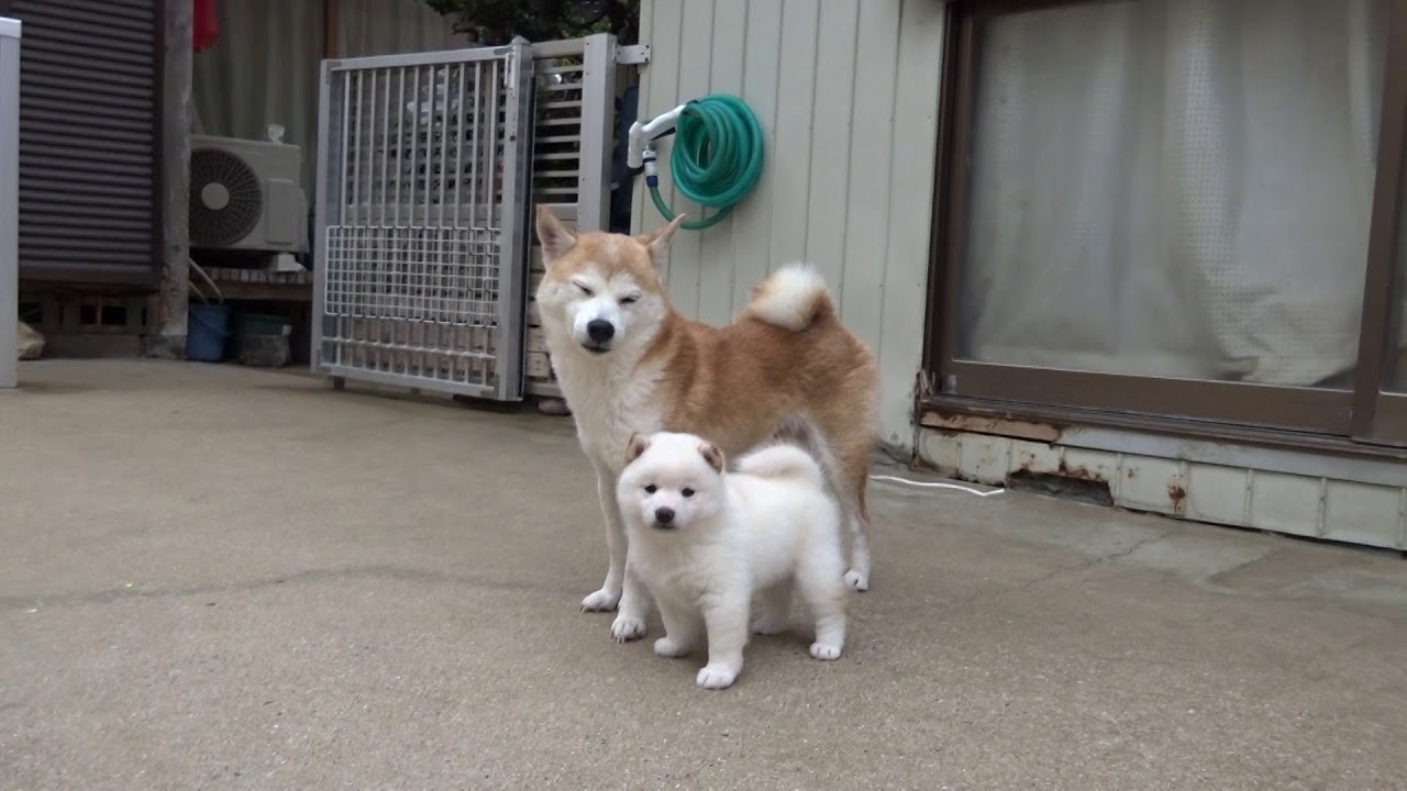 柴犬親子 Youtube