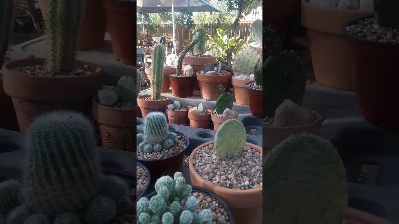 Don't Water Your Cactus 