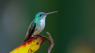 Музыка лечит бессонницу, полезна для сердца и успокаивает нервную систему 🌿 Музыка успокаивает душу