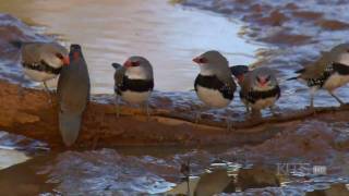 Watch Kokia The Rule Of The Universe video